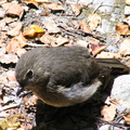 IMG 0448