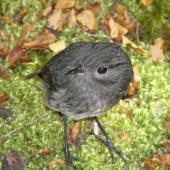 IMG 0461