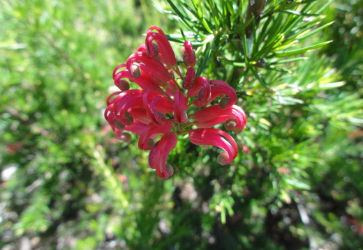 DSC00601