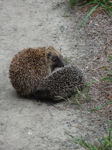 DSC00815.JPG