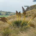 DSC01454