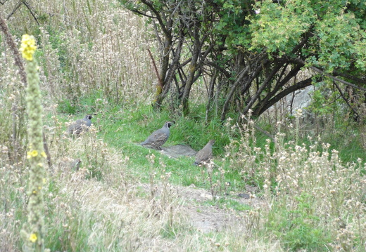 DSC01466