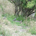 DSC01466