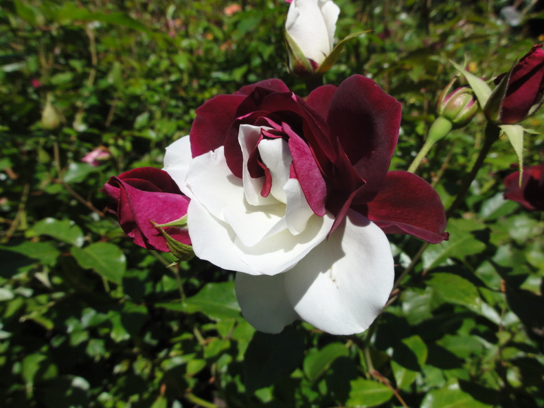 DSC02427.JPG