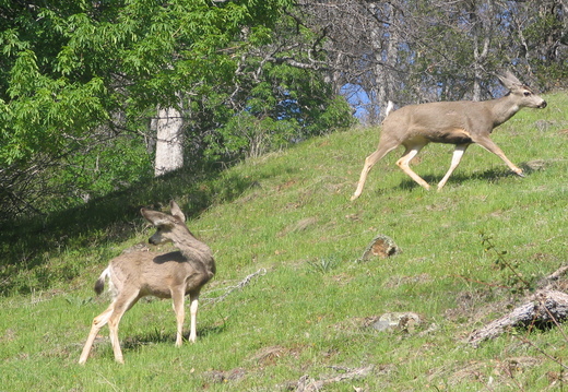 IMG 3253